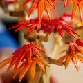LEGO 10348 Botanicals Japanese Red Maple Bonsai