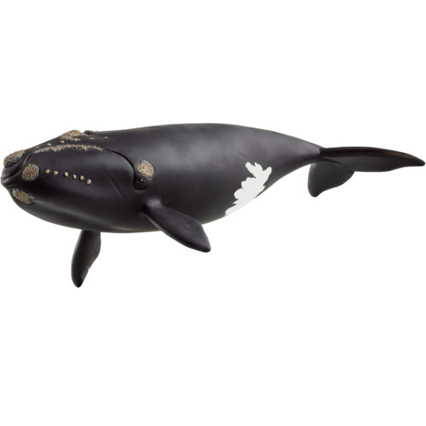 Schleich North Atlantic Right Whale