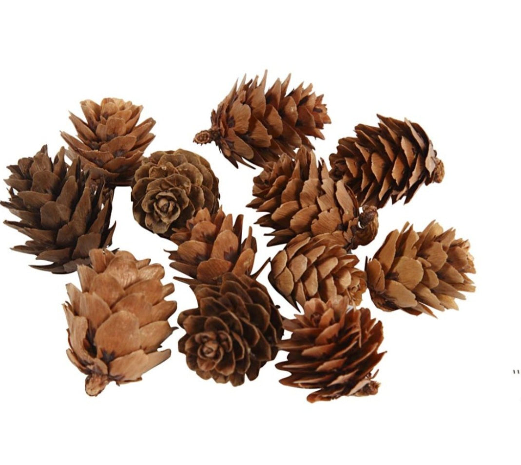 Larch Cones 12pk