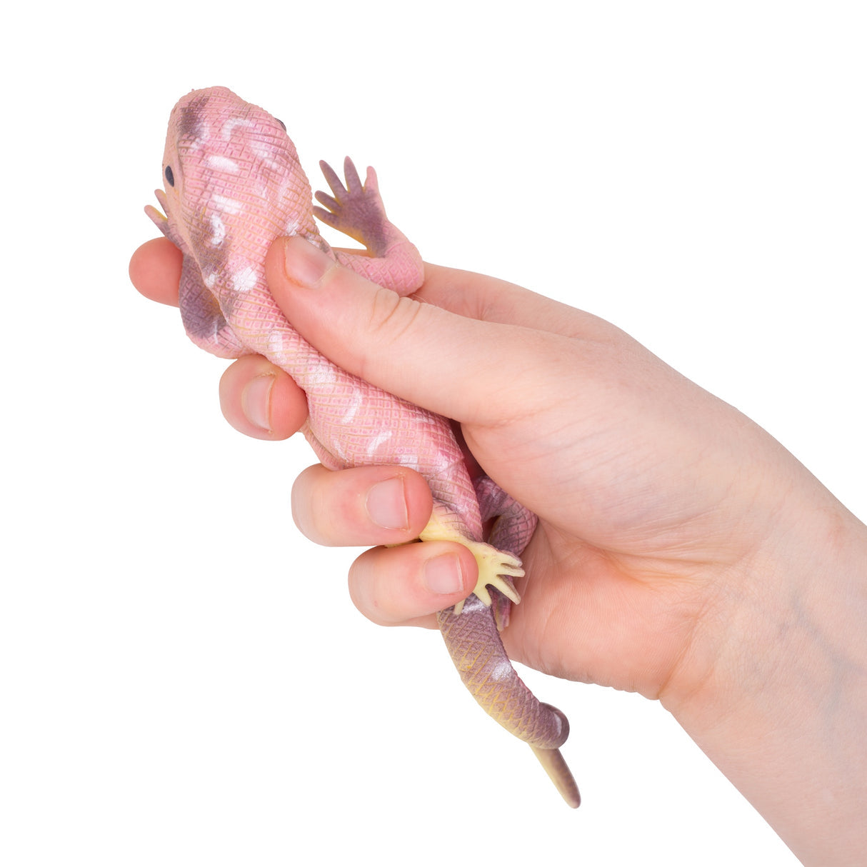 Colour Changing Lizards