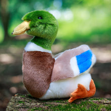 Animigos Mallard Duck