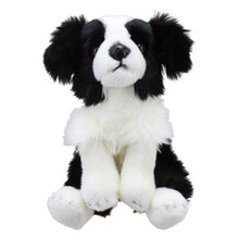 Wilberry Border Collie