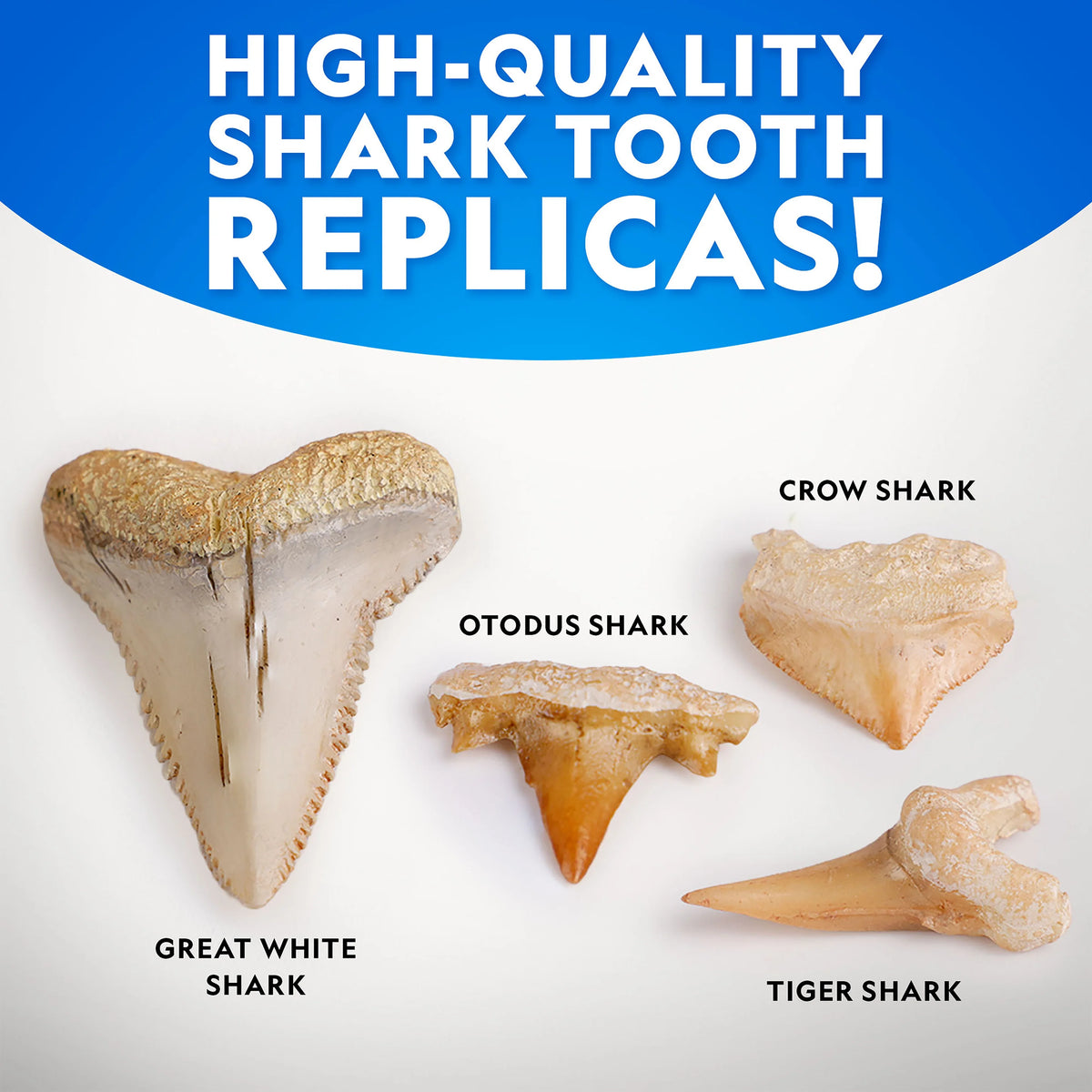 National Geographic Great White Shark Tooth Dig