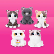 Pets Alive Smitten Kittens S2
