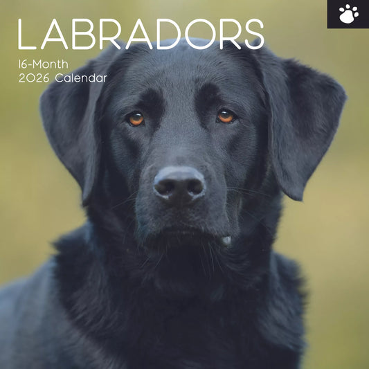 2026 Calendar Labradors
