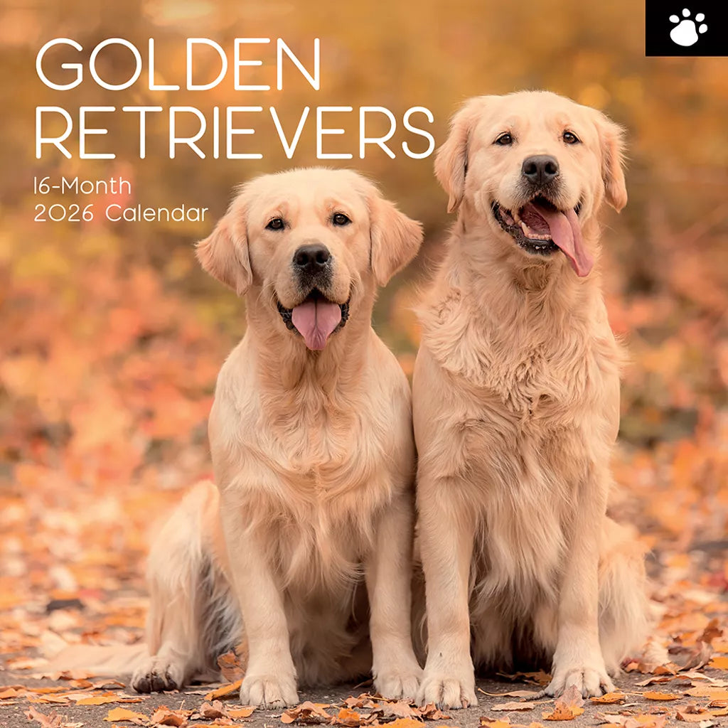 2026 Calendar Golden Retriever