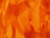 Feathers Orange 200pk 7cm