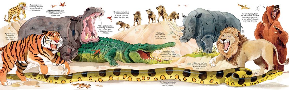 Big Book Of Animals