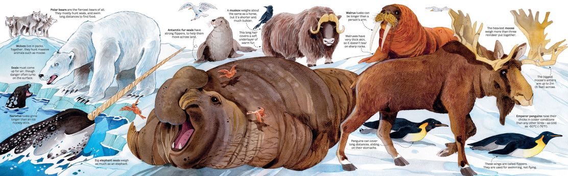Big Book Of Animals
