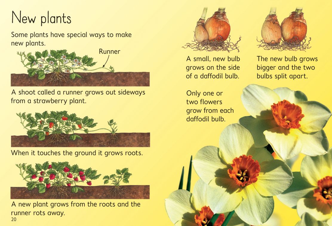 How Flowers Grow