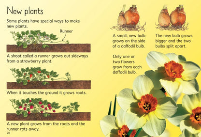How Flowers Grow
